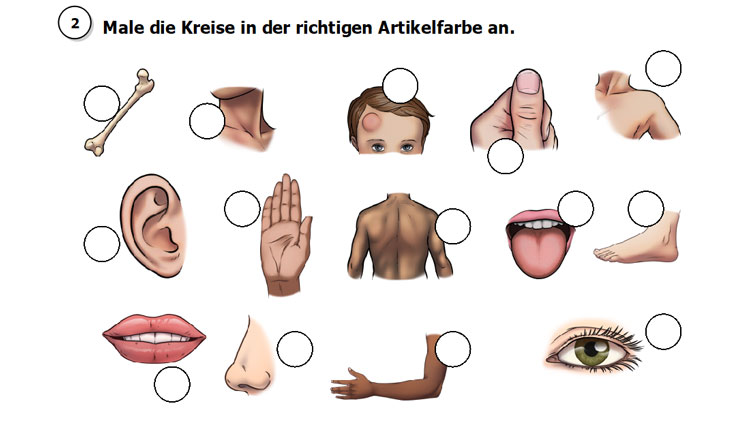 Artikelübung Wortschatz Körper