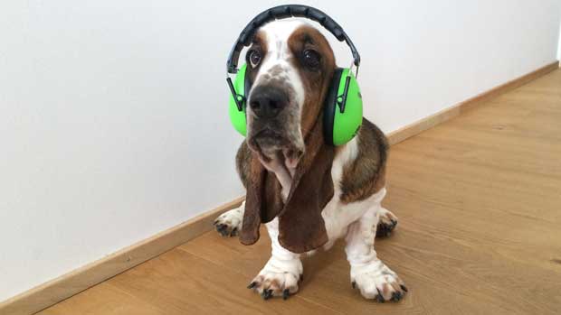 Hund mit Kopfhörern