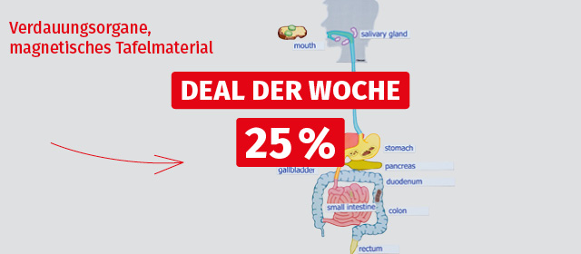 Betzold Verdauungsorgane, magnetisches Tafelmaterial